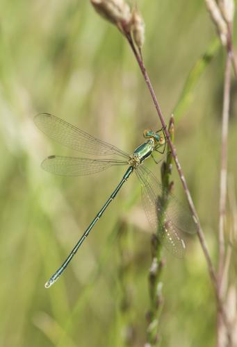Lestes virens